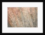 Fountain grass by Assaf Frank